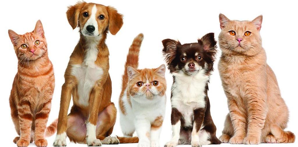 Доска объявлений о животных | ЗооТом - продажа, вязка и услуги для животных в Певеке