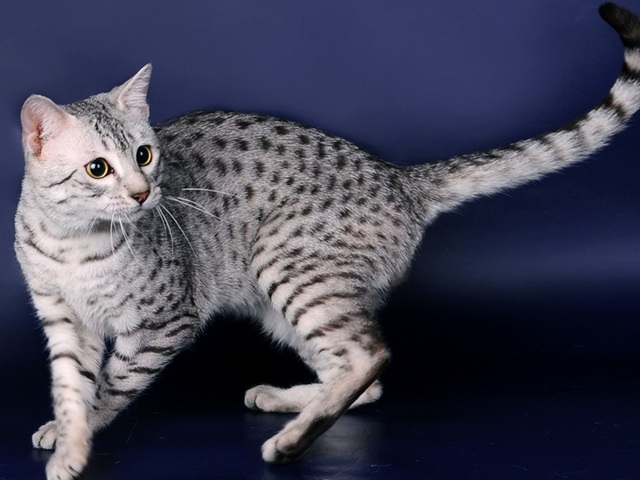 Породы кошек в Певеке | ЗооТом портал о животных