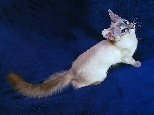 Выведенные породы кошек в Певеке | ЗооТом портал о животных
