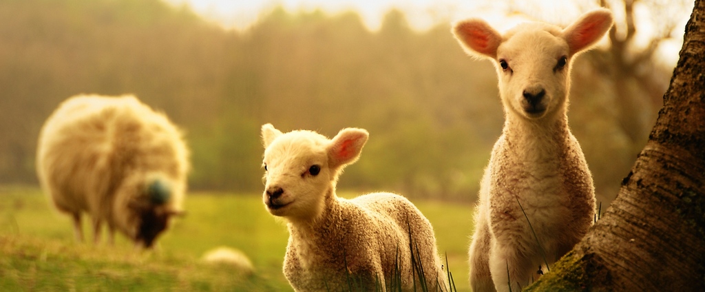Объявления о сельскохозяйственных животных | ЗооТом - продажа, вязка и услуги для животных в Певеке