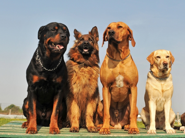Крупные породы собак в Певеке | ЗооТом портал о животных