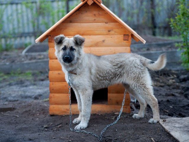 Все о собаках в Певеке Все о собаках в Певеке